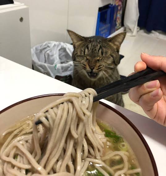 がるちゃん猫カフェ63号店 開店しました♪（初めての方も大歓迎!!）