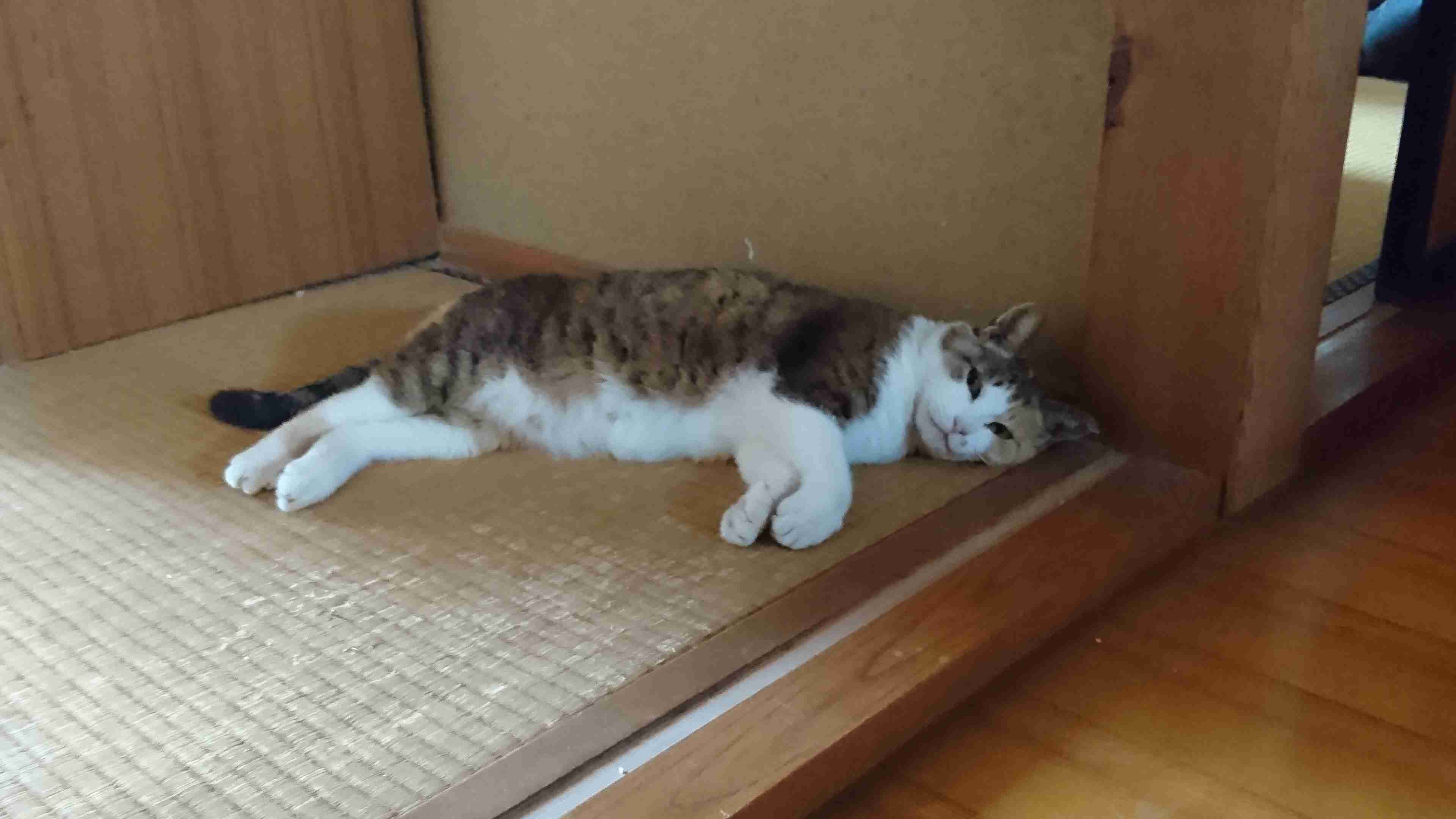 がるちゃん猫カフェ63号店 開店しました♪(初めての方も大歓迎!!)