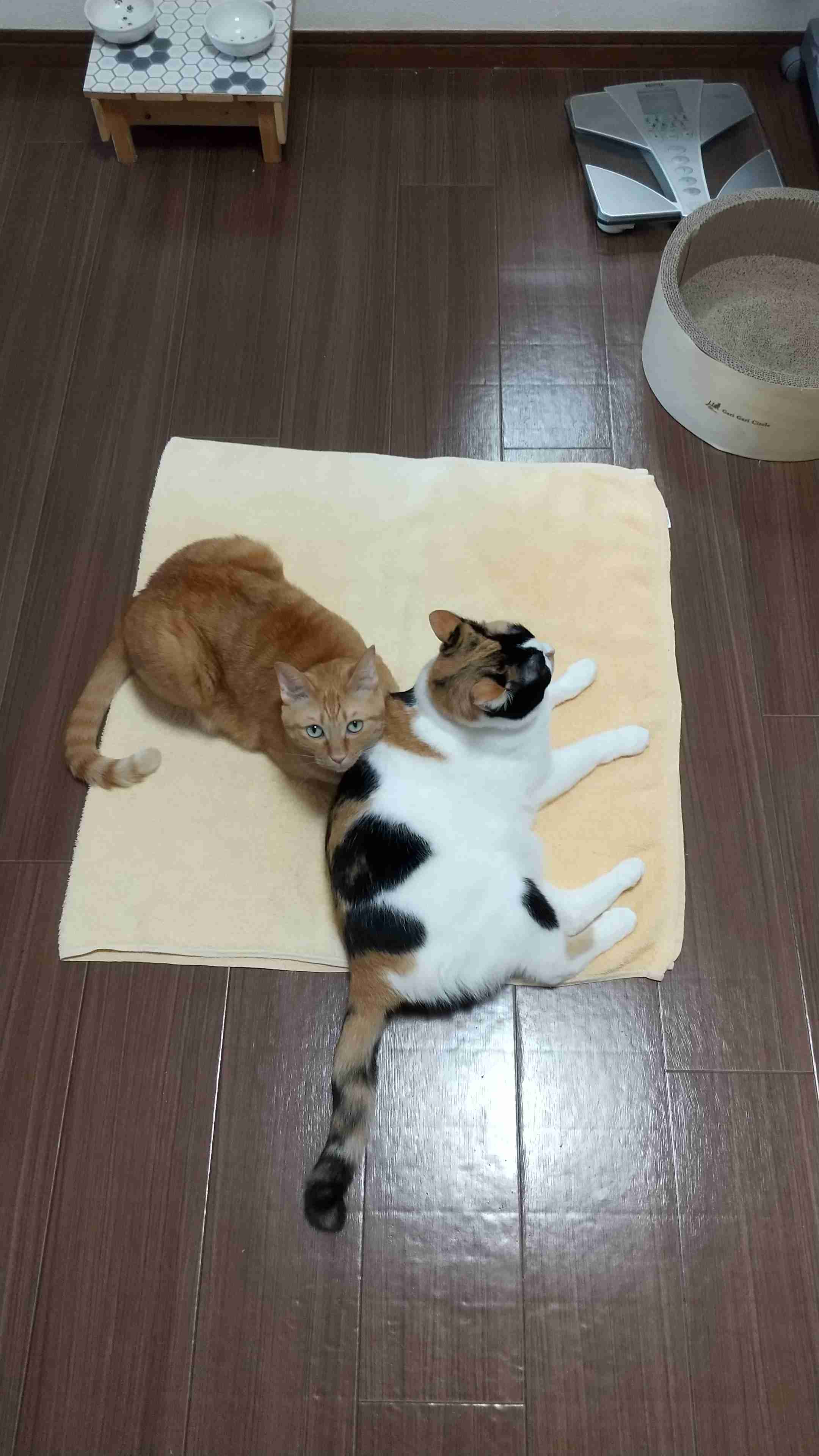 がるちゃん猫カフェ63号店 開店しました♪(初めての方も大歓迎!!)