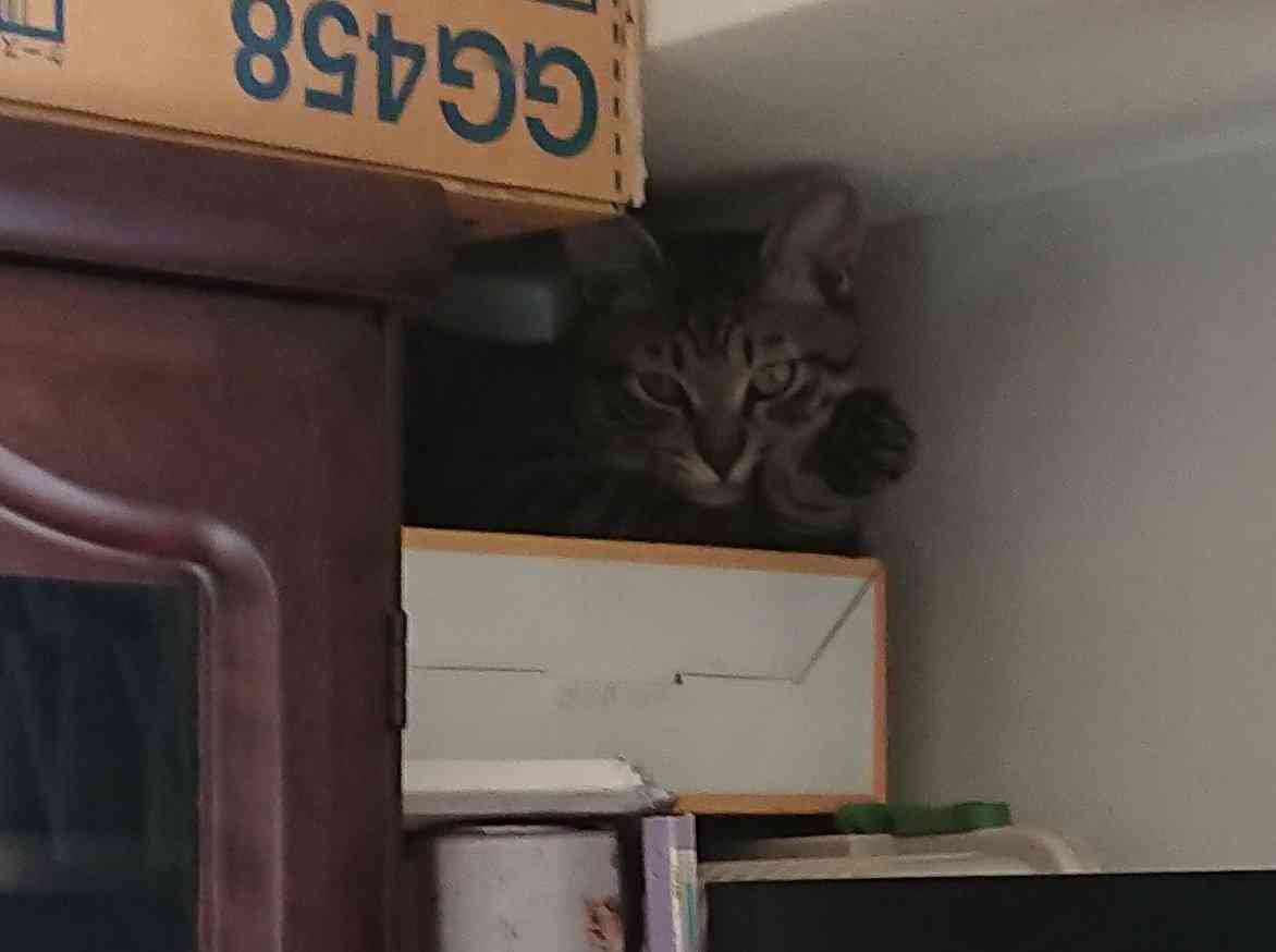 がるちゃん猫カフェ63号店 開店しました♪(初めての方も大歓迎!!)