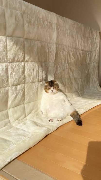 がるちゃん猫カフェ63号店 開店しました♪（初めての方も大歓迎!!）