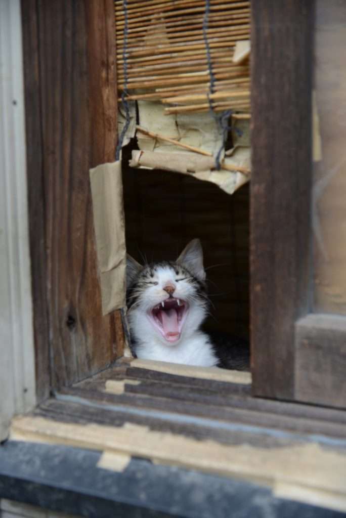 がるちゃん猫カフェ63号店 開店しました♪（初めての方も大歓迎!!）
