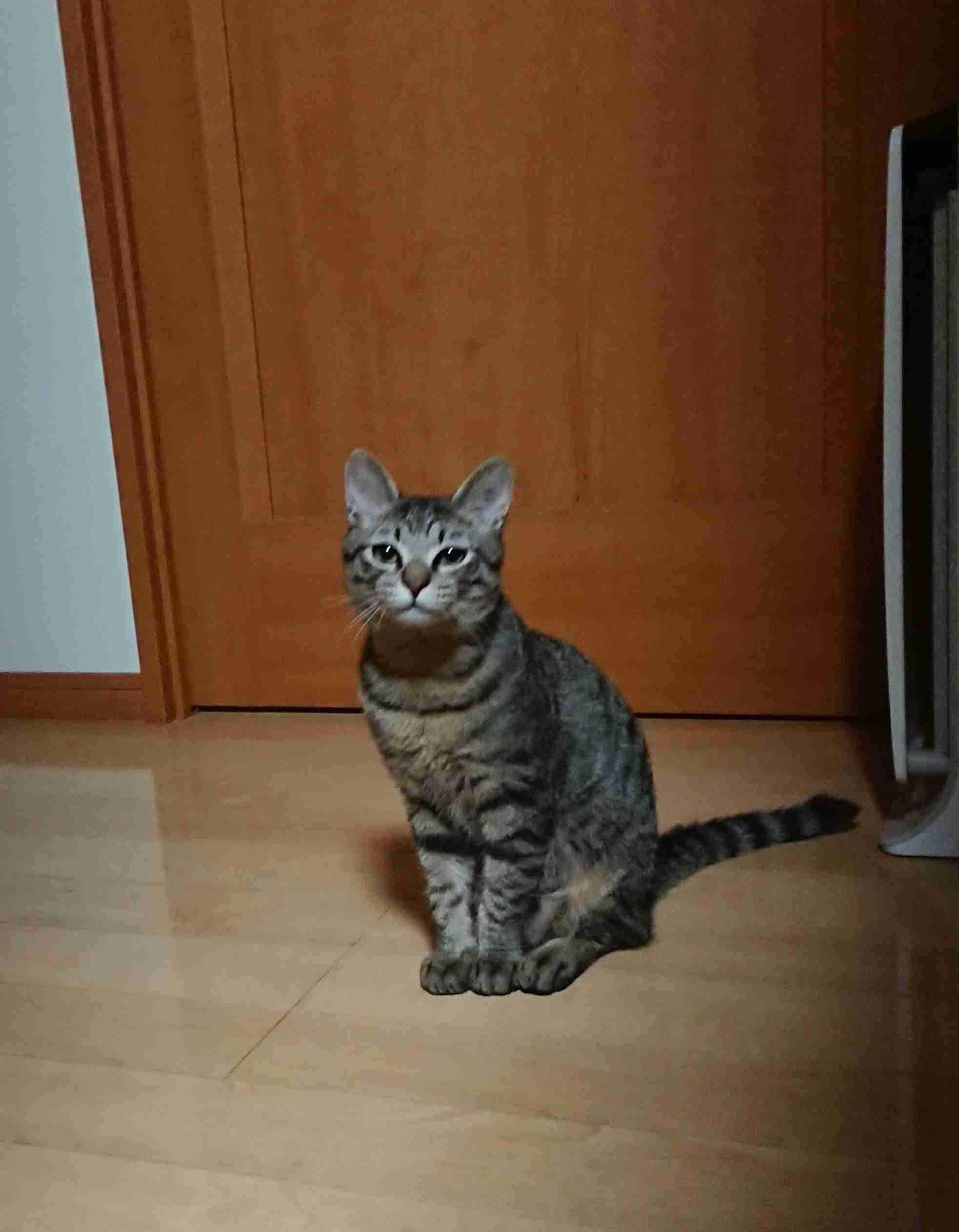 がるちゃん猫カフェ63号店 開店しました♪(初めての方も大歓迎!!)