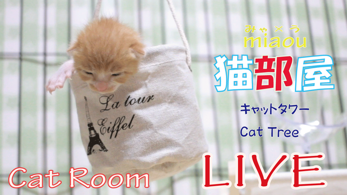 がるちゃん猫カフェ63号店 開店しました♪(初めての方も大歓迎!!)