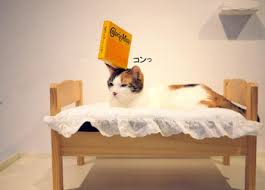 がるちゃん猫カフェ63号店 開店しました♪（初めての方も大歓迎!!）