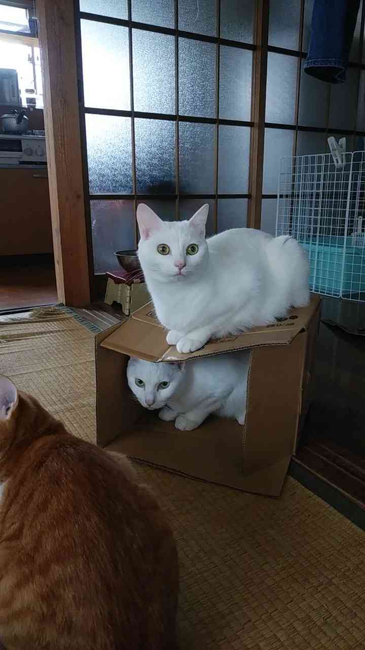 がるちゃん猫カフェ63号店 開店しました♪(初めての方も大歓迎!!)