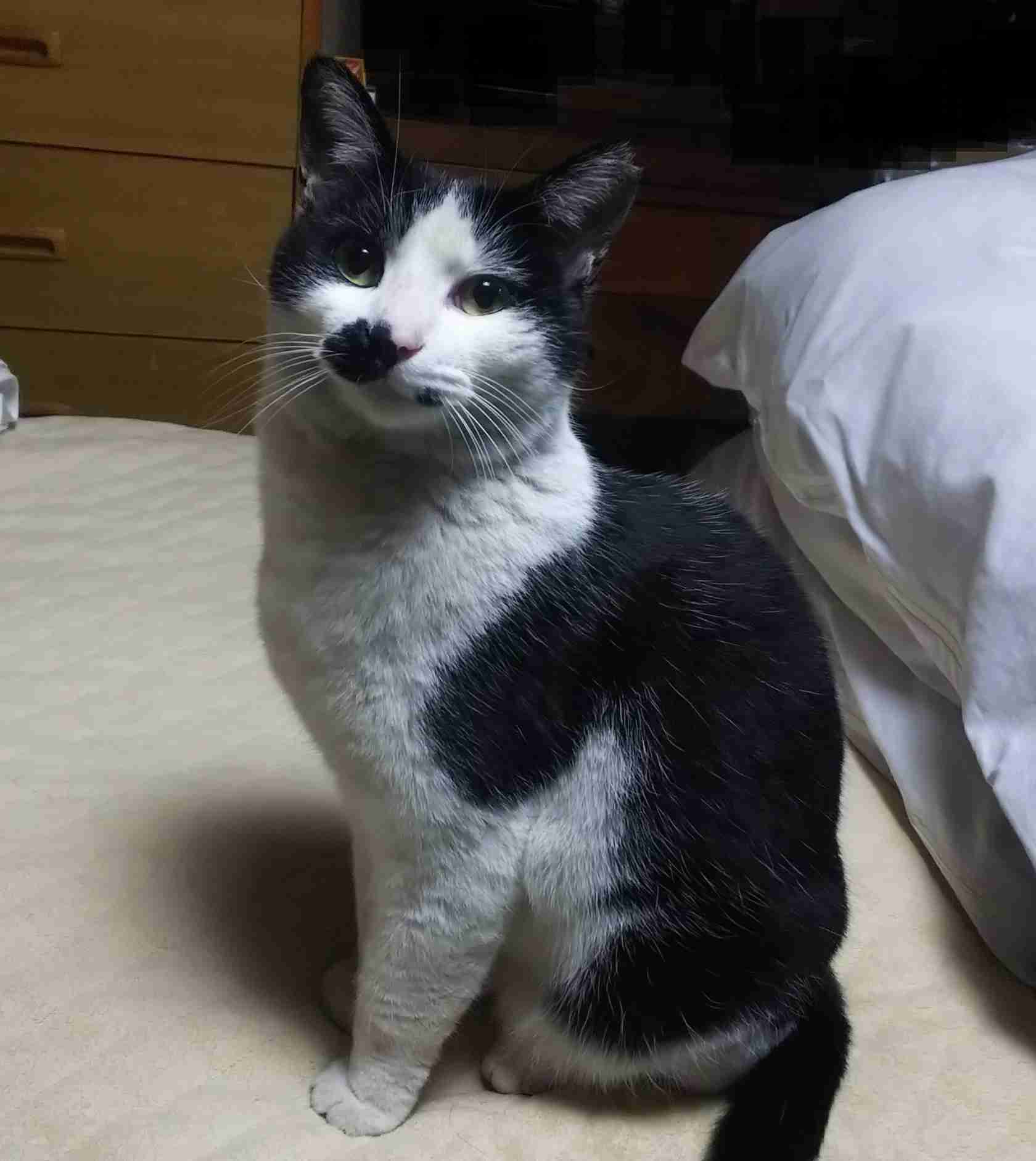 がるちゃん猫カフェ63号店 開店しました♪(初めての方も大歓迎!!)
