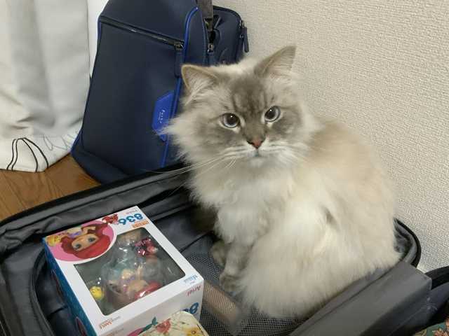がるちゃん猫カフェ63号店 開店しました♪(初めての方も大歓迎!!)