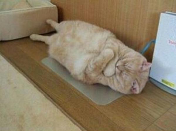 がるちゃん猫カフェ63号店 開店しました♪（初めての方も大歓迎!!）