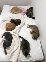 がるちゃん猫カフェ63号店 開店しました♪(初めての方も大歓迎!!)