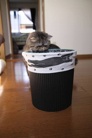 がるちゃん猫カフェ63号店 開店しました♪（初めての方も大歓迎!!）