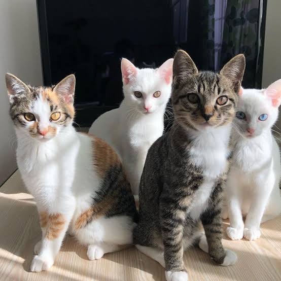 がるちゃん猫カフェ63号店 開店しました♪（初めての方も大歓迎!!）