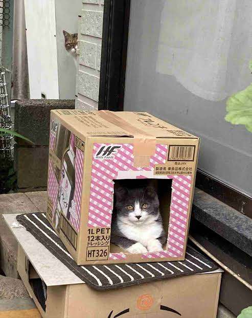 がるちゃん猫カフェ63号店 開店しました♪（初めての方も大歓迎!!）