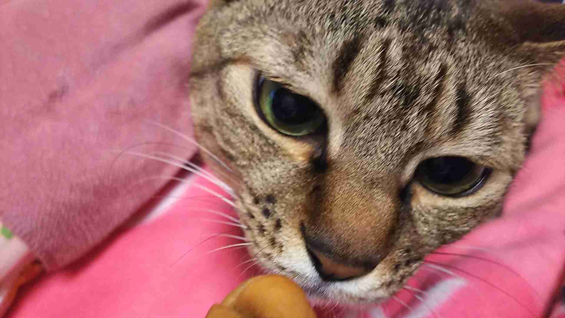 がるちゃん猫カフェ63号店 開店しました♪（初めての方も大歓迎!!）
