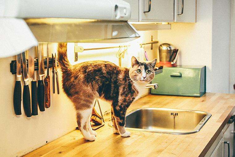 がるちゃん猫カフェ63号店 開店しました♪（初めての方も大歓迎!!）