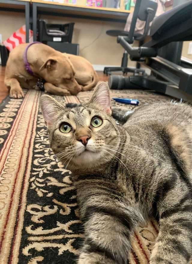 がるちゃん猫カフェ63号店 開店しました♪(初めての方も大歓迎!!)