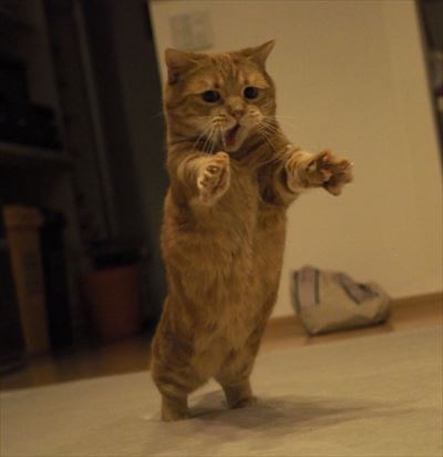 がるちゃん猫カフェ63号店 開店しました♪（初めての方も大歓迎!!）