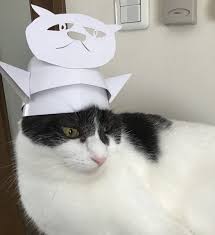 がるちゃん猫カフェ63号店 開店しました♪（初めての方も大歓迎!!）
