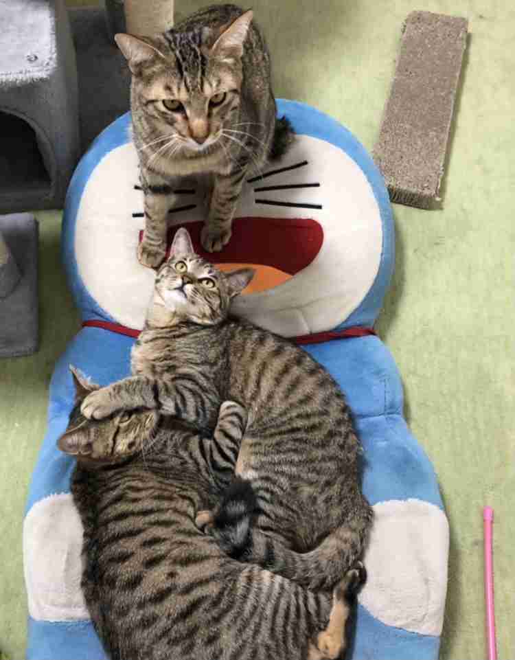 がるちゃん猫カフェ63号店 開店しました♪(初めての方も大歓迎!!)