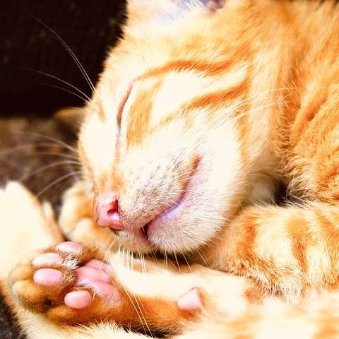 がるちゃん猫カフェ63号店 開店しました♪（初めての方も大歓迎!!）