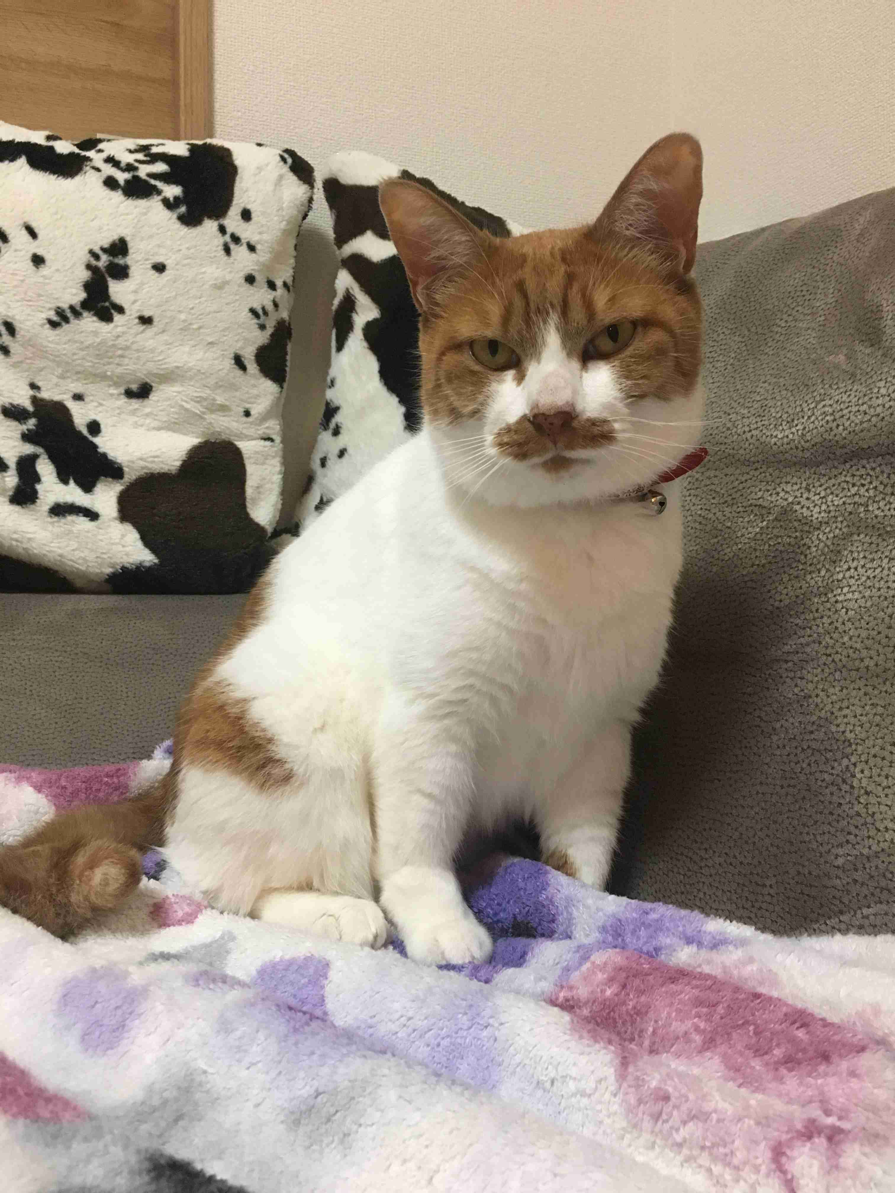 がるちゃん猫カフェ63号店 開店しました♪(初めての方も大歓迎!!)