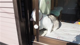 がるちゃん猫カフェ63号店 開店しました♪（初めての方も大歓迎!!）