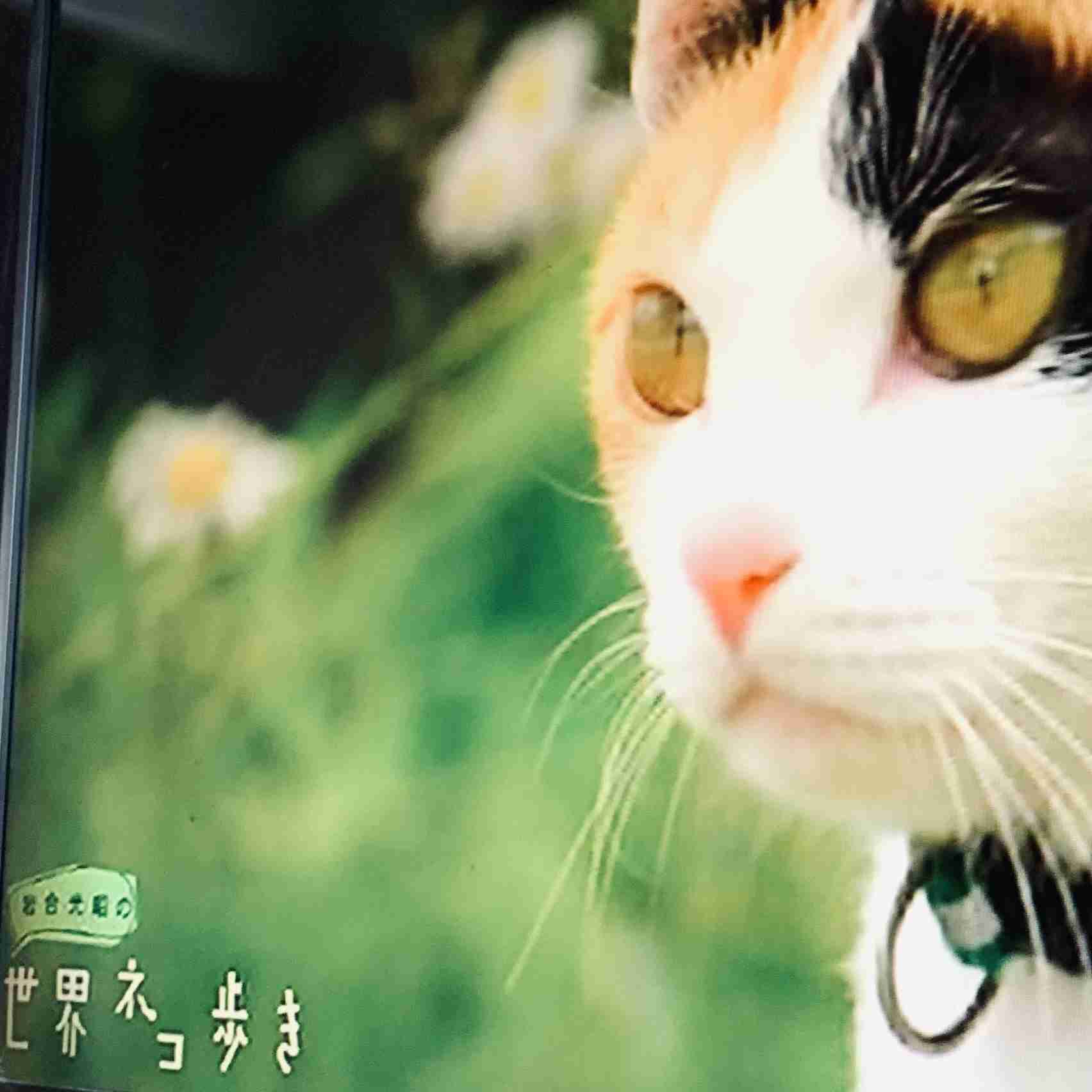 がるちゃん猫カフェ63号店 開店しました♪(初めての方も大歓迎!!)