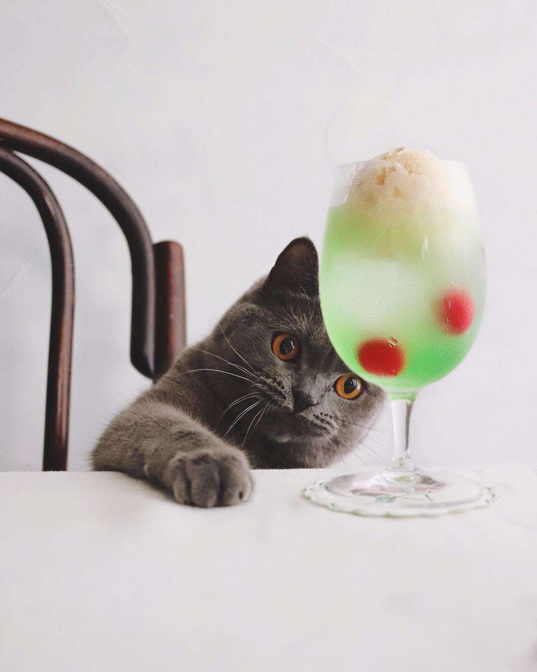 がるちゃん猫カフェ63号店 開店しました♪（初めての方も大歓迎!!）