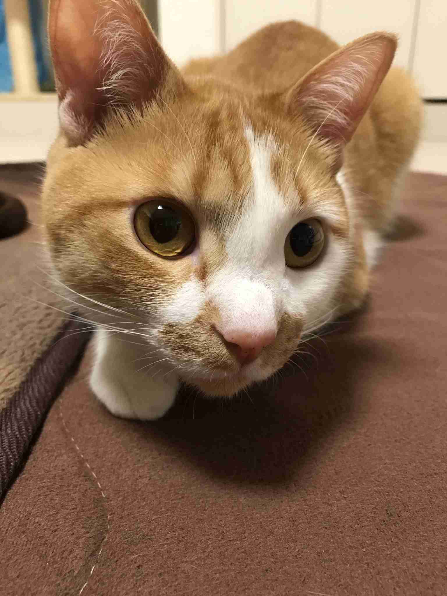 がるちゃん猫カフェ63号店 開店しました♪(初めての方も大歓迎!!)