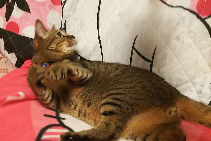 がるちゃん猫カフェ63号店 開店しました♪（初めての方も大歓迎!!）