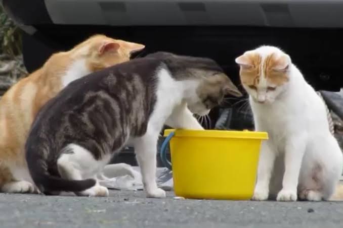 がるちゃん猫カフェ63号店 開店しました♪（初めての方も大歓迎!!）