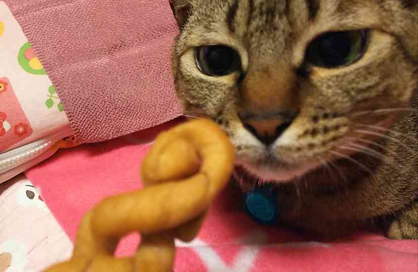 がるちゃん猫カフェ63号店 開店しました♪（初めての方も大歓迎!!）