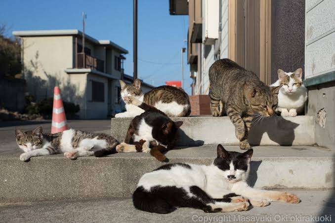 がるちゃん猫カフェ63号店 開店しました♪（初めての方も大歓迎!!）