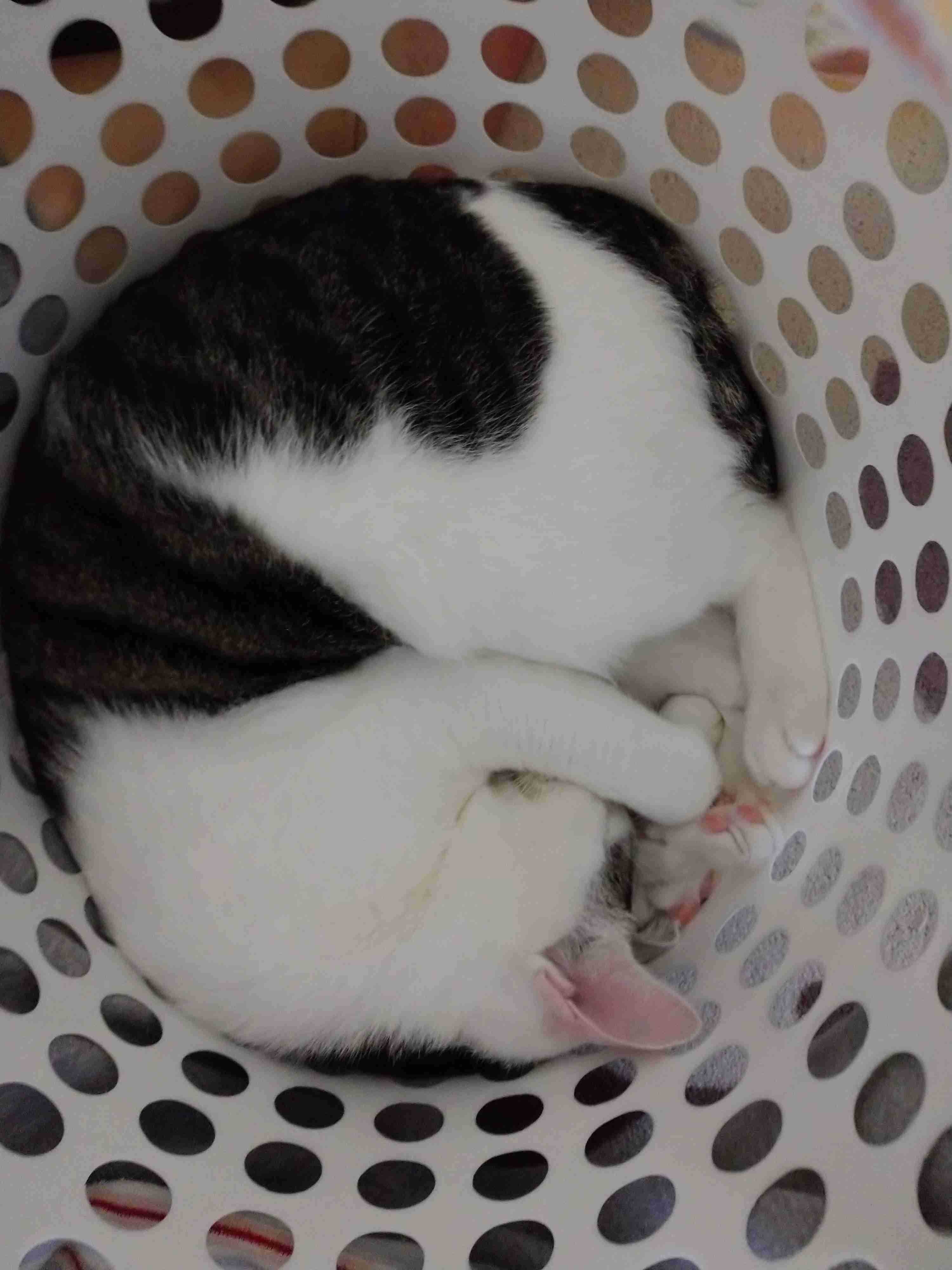 がるちゃん猫カフェ63号店 開店しました♪(初めての方も大歓迎!!)