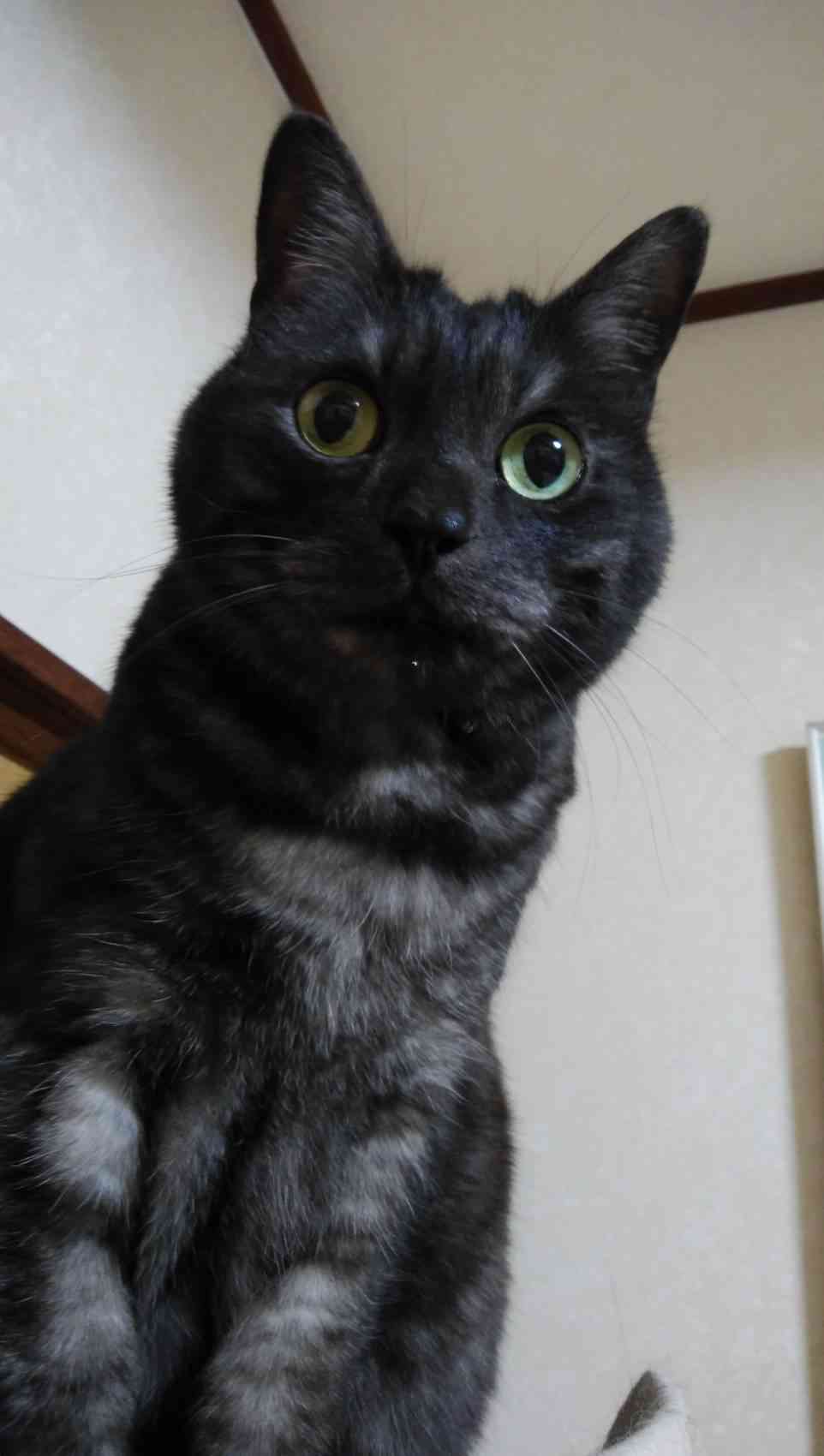 がるちゃん猫カフェ63号店 開店しました♪(初めての方も大歓迎!!)