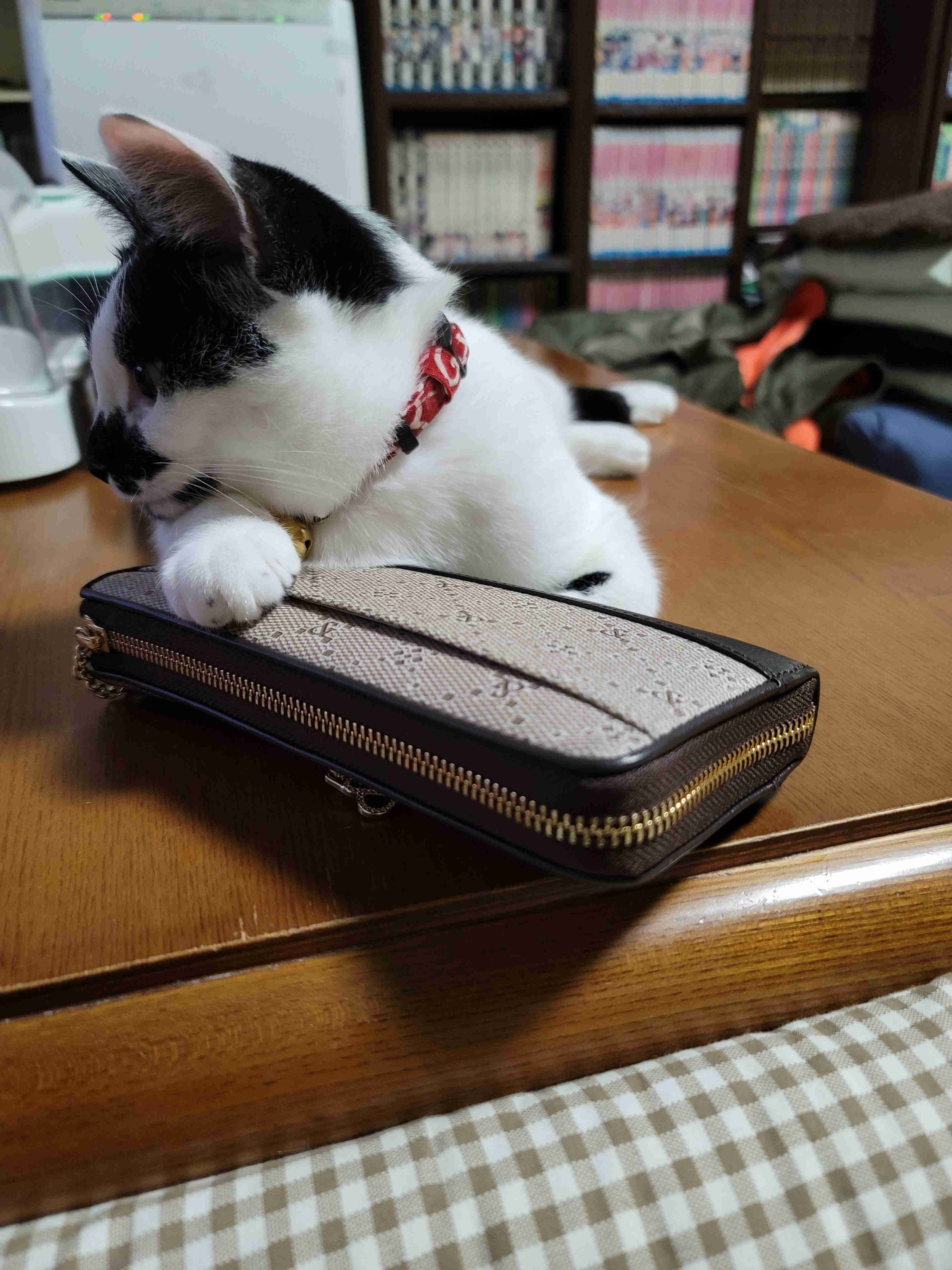 がるちゃん猫カフェ63号店 開店しました♪(初めての方も大歓迎!!)