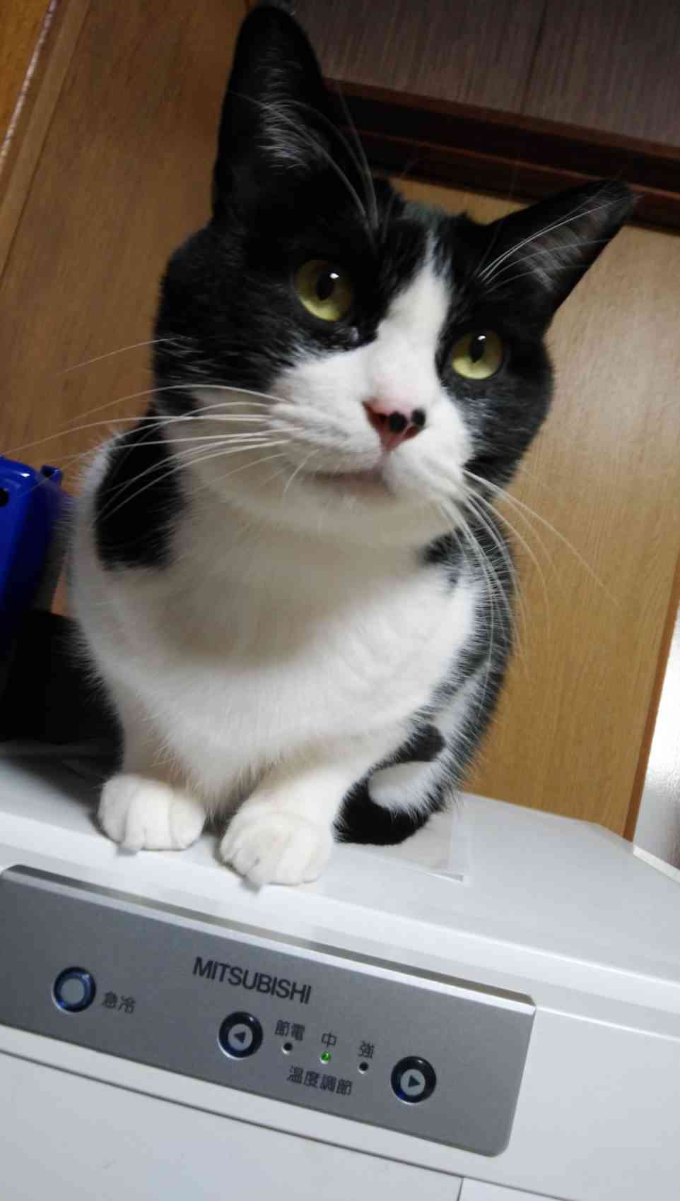 がるちゃん猫カフェ63号店 開店しました♪（初めての方も大歓迎!!）