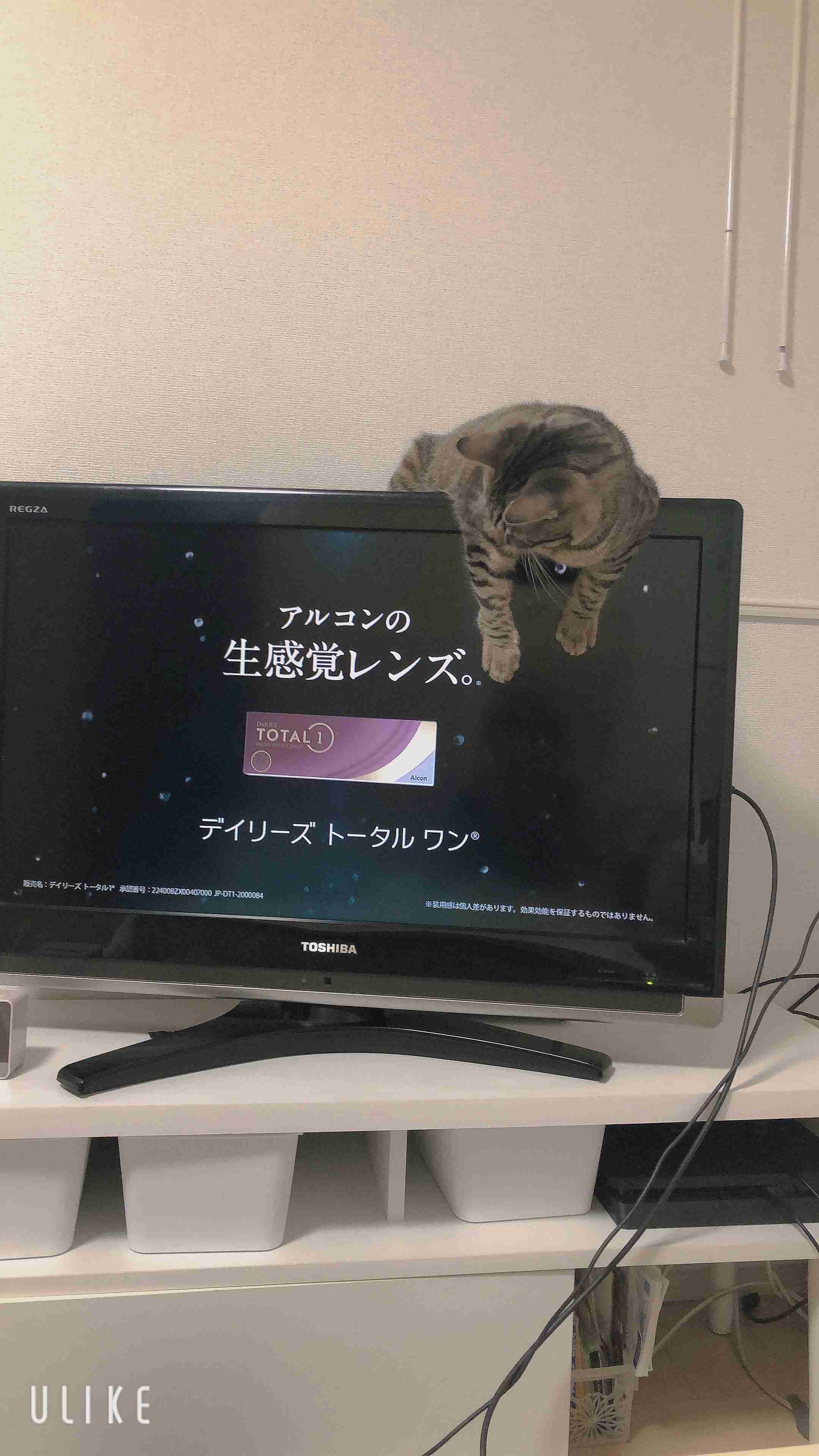 がるちゃん猫カフェ63号店 開店しました♪(初めての方も大歓迎!!)