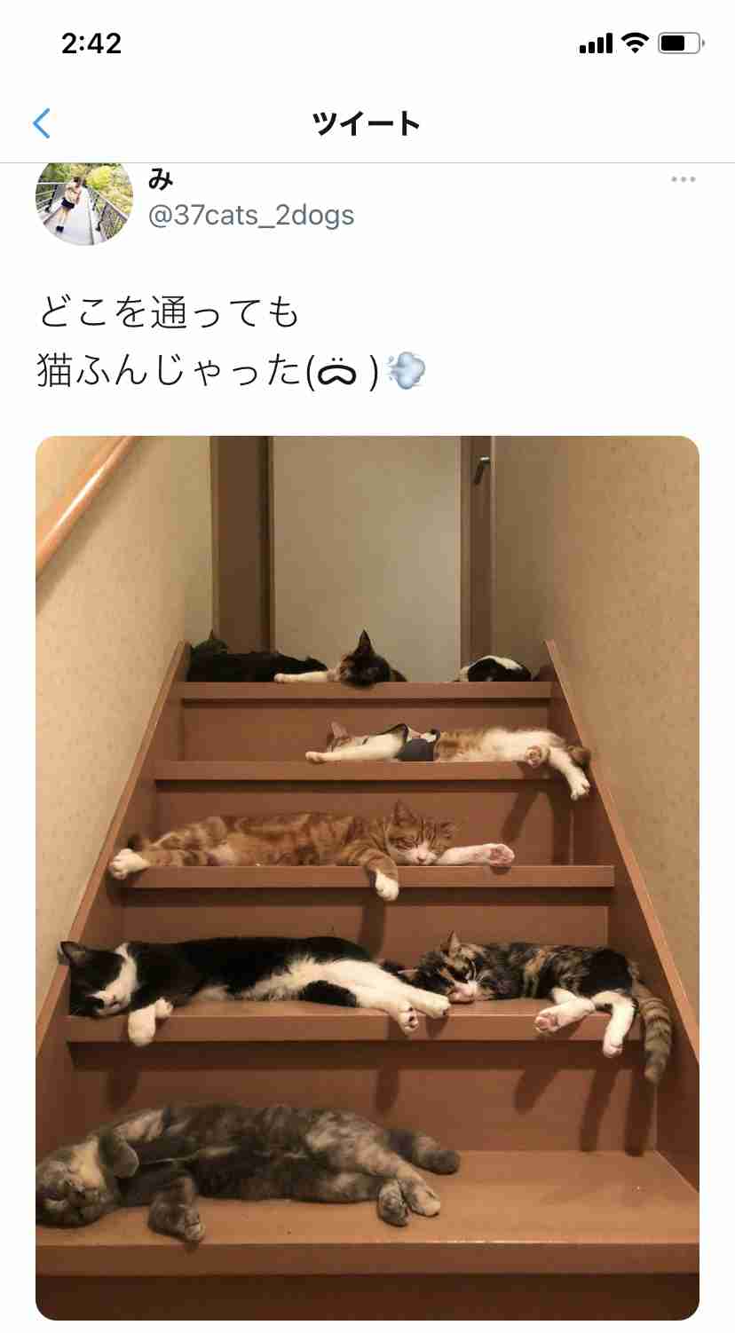 がるちゃん猫カフェ63号店 開店しました♪(初めての方も大歓迎!!)