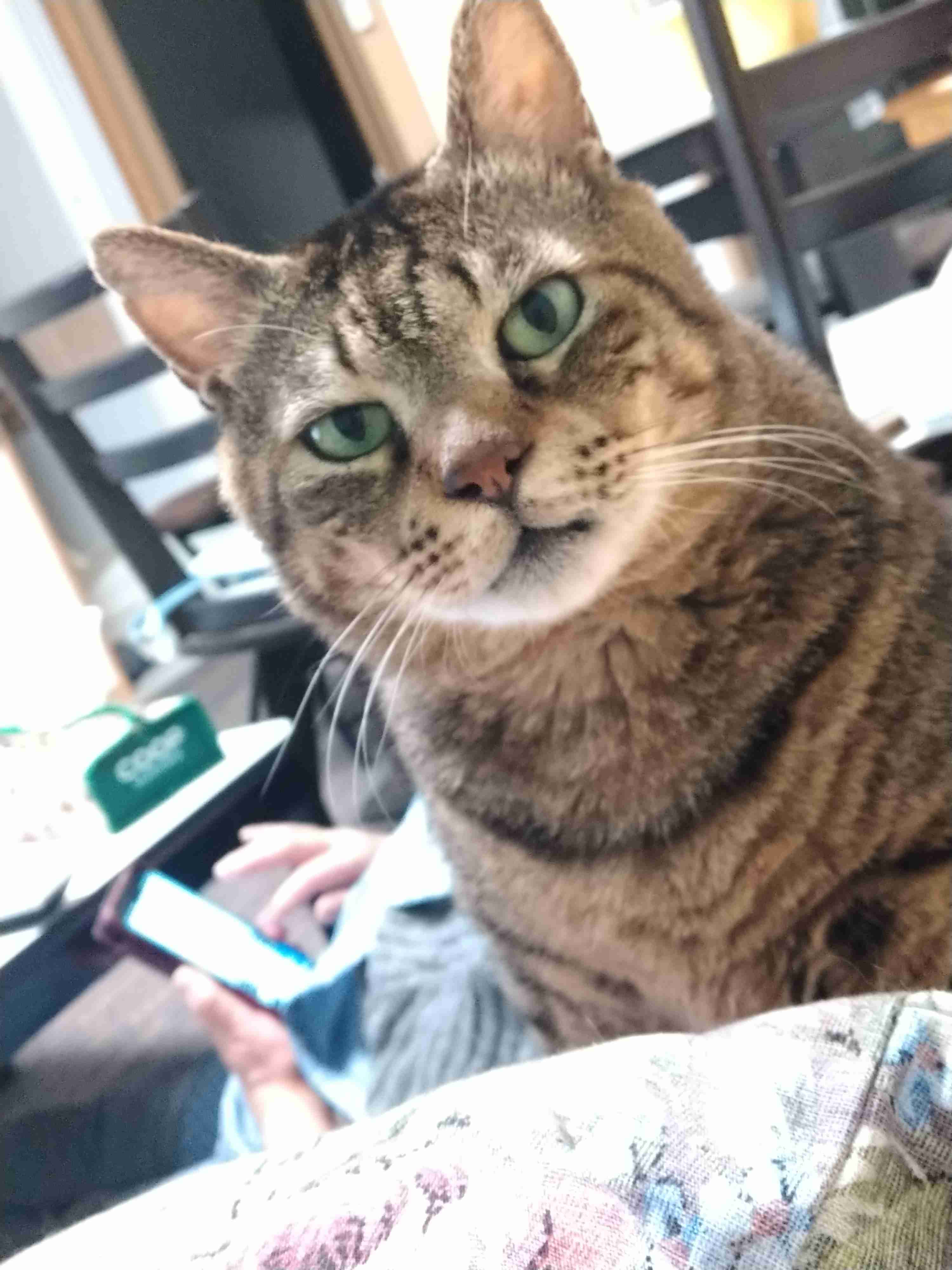 がるちゃん猫カフェ63号店 開店しました♪(初めての方も大歓迎!!)