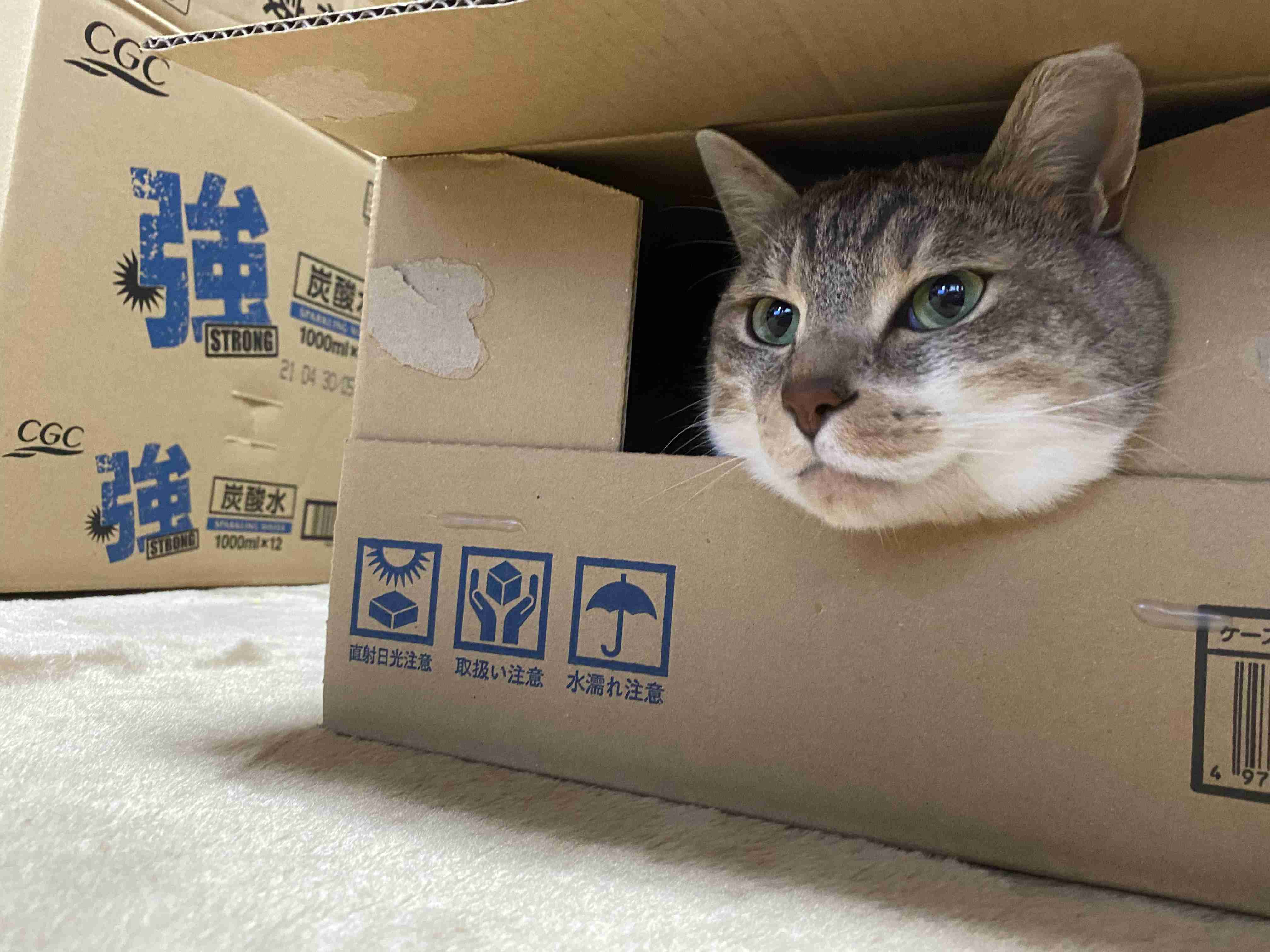 がるちゃん猫カフェ63号店 開店しました♪(初めての方も大歓迎!!)