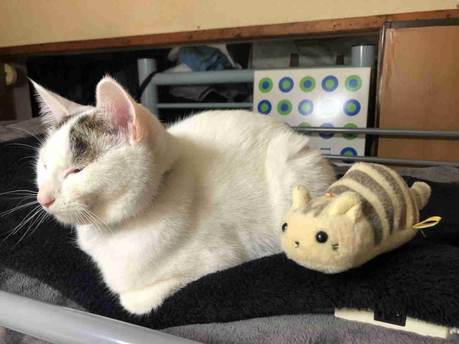 がるちゃん猫カフェ63号店 開店しました♪(初めての方も大歓迎!!)