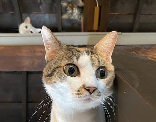 がるちゃん猫カフェ63号店 開店しました♪（初めての方も大歓迎!!）
