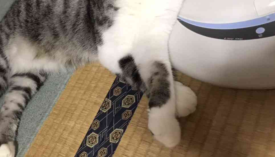 がるちゃん猫カフェ63号店 開店しました♪(初めての方も大歓迎!!)
