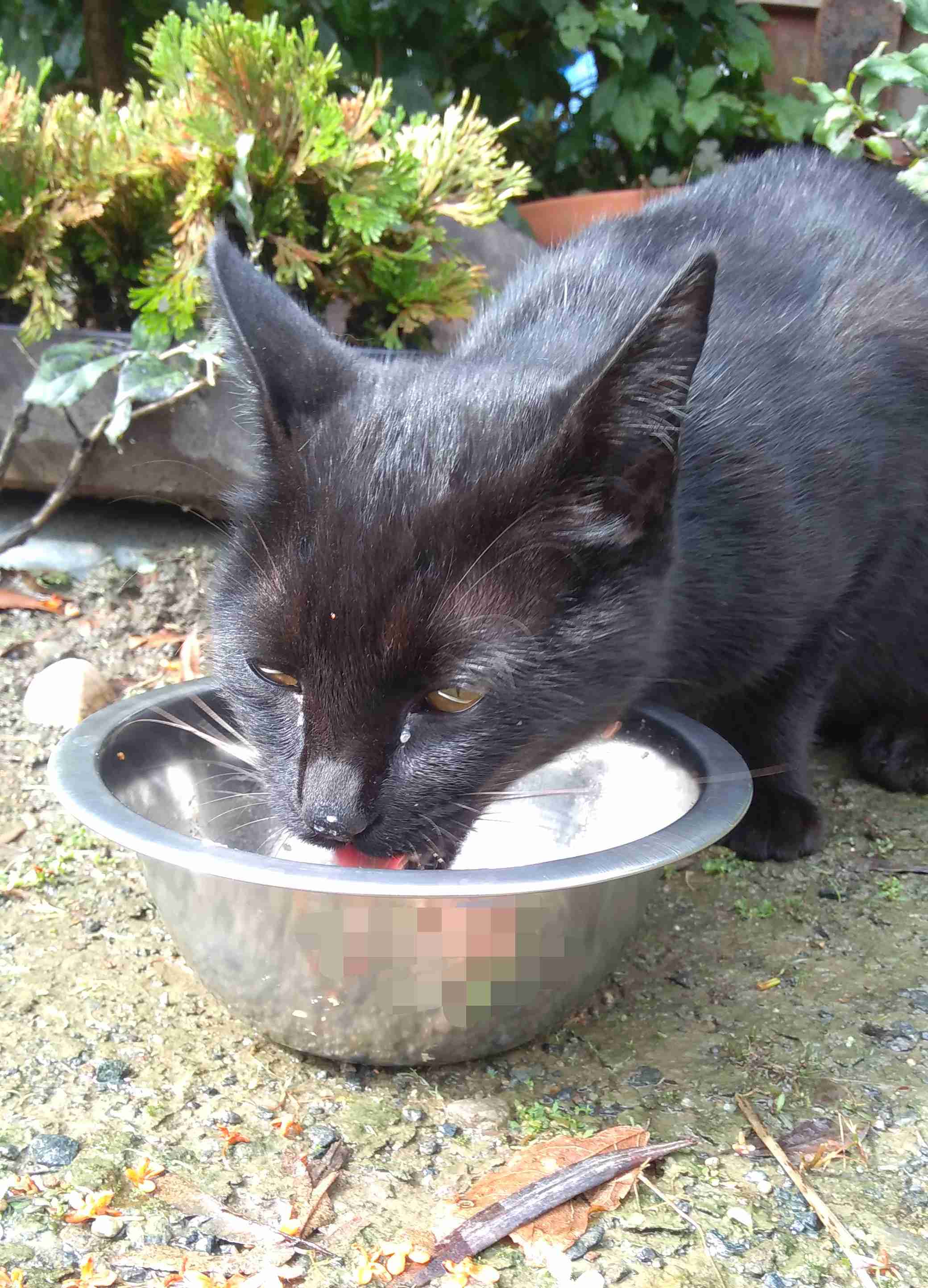 がるちゃん猫カフェ63号店 開店しました♪（初めての方も大歓迎!!）
