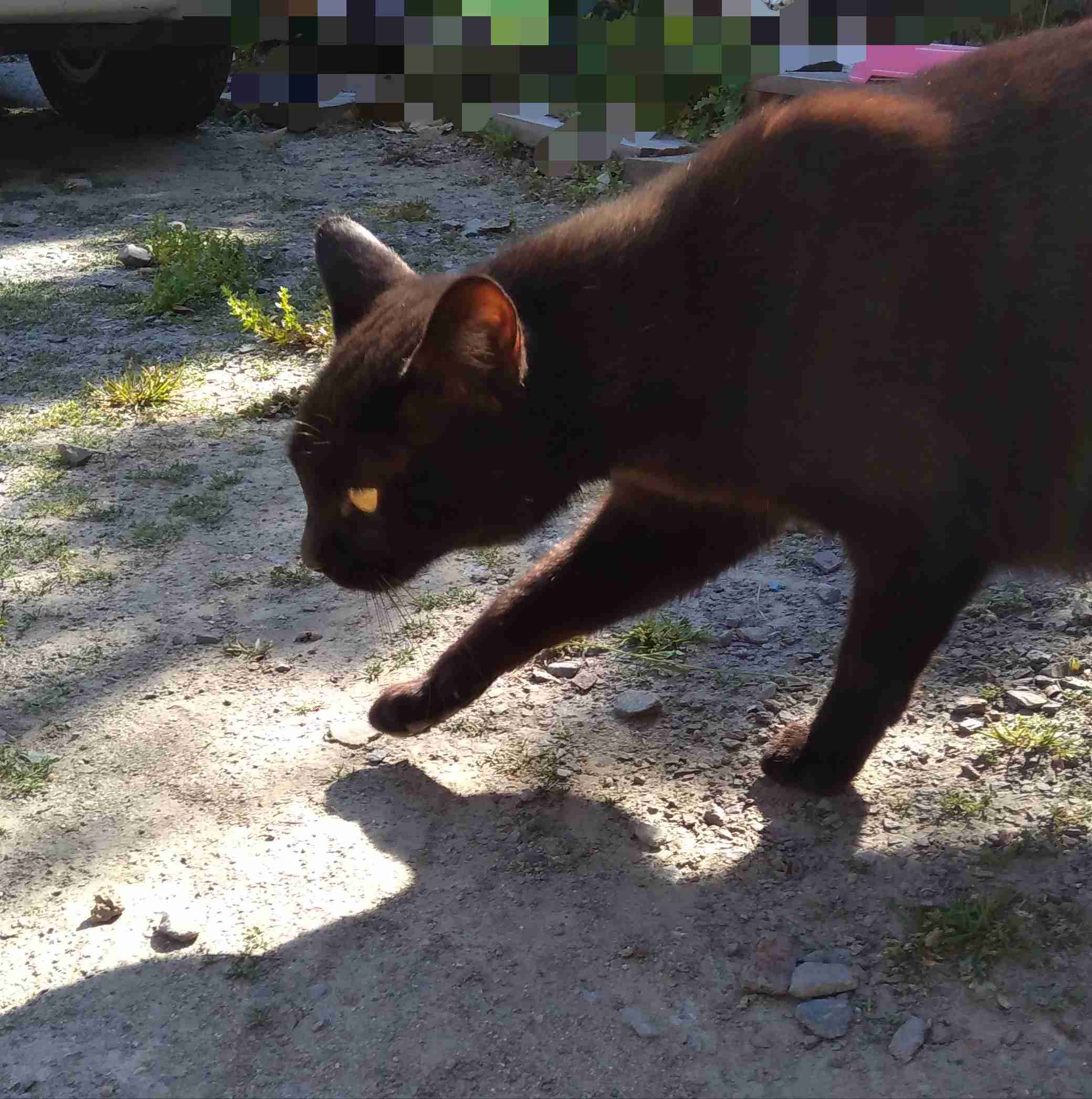 がるちゃん猫カフェ63号店 開店しました♪（初めての方も大歓迎!!）