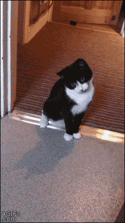 がるちゃん猫カフェ63号店 開店しました♪(初めての方も大歓迎!!)