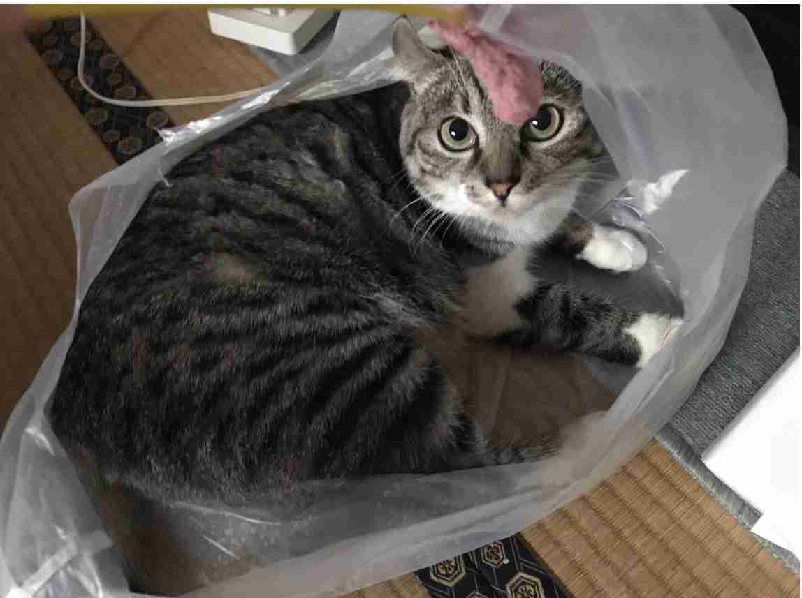 がるちゃん猫カフェ63号店 開店しました♪(初めての方も大歓迎!!)