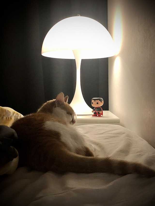 がるちゃん猫カフェ63号店 開店しました♪(初めての方も大歓迎!!)
