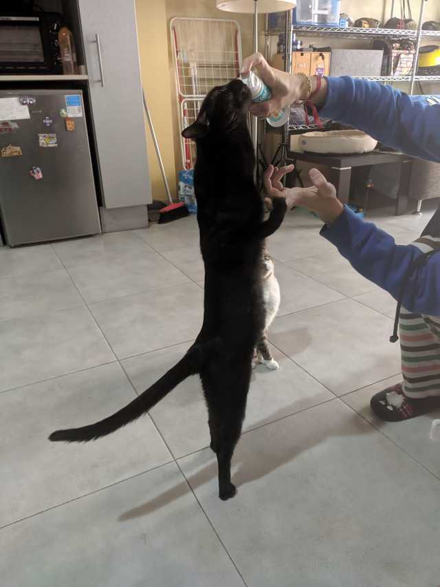 がるちゃん猫カフェ63号店 開店しました♪(初めての方も大歓迎!!)